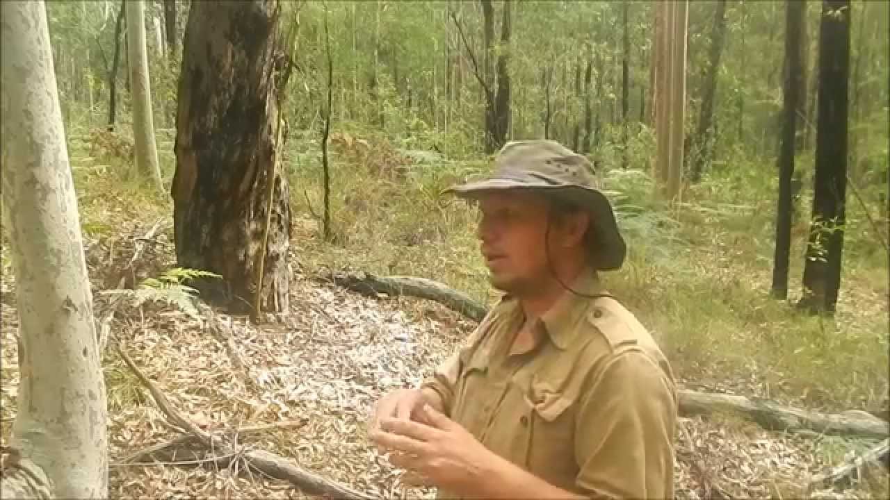 Spotted Gum,Corymbia maculata