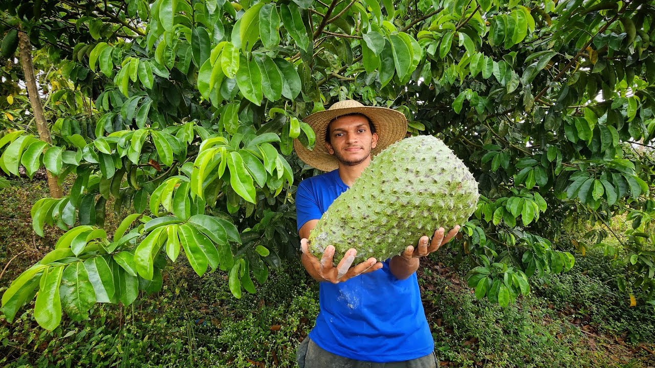 Colhi  a maior  graviola da safra  +  como fazer enxerto  de graviola 