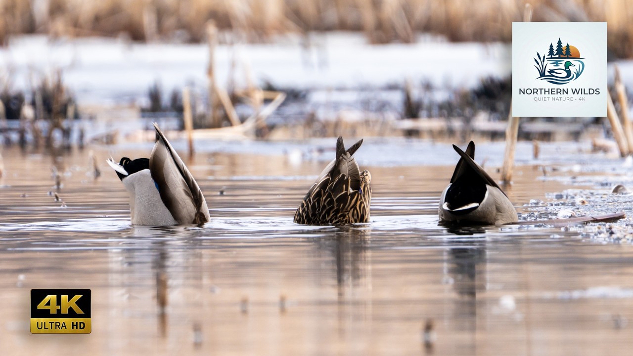 Relaxing 4K Nature: Life of Mallards | Minnesota Wildlife & Soothing Music