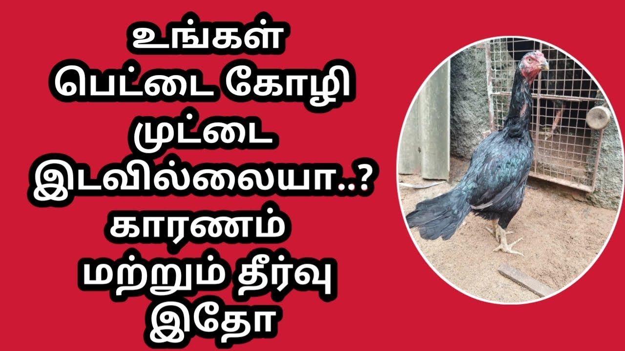 Kozhi mutai edavilai theerivu # கோழி முட்டை இடவில்லை தீர்வு