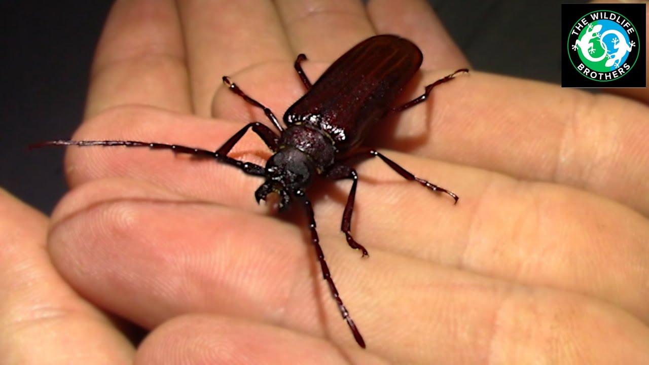 Incredible Beetle that CHEWS THROUGH WOOD! (ft. @JacksWorldofWildlife and @chrisegnoto!)