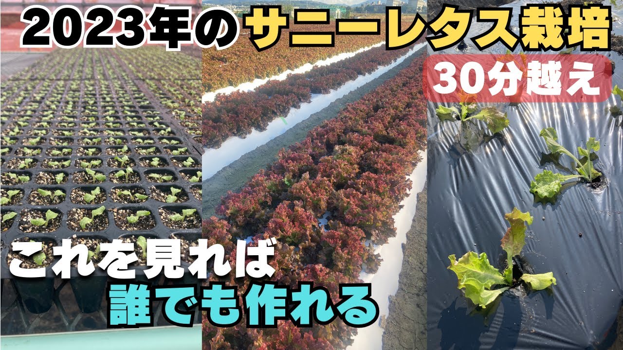 サニーレタスの播種から収穫
