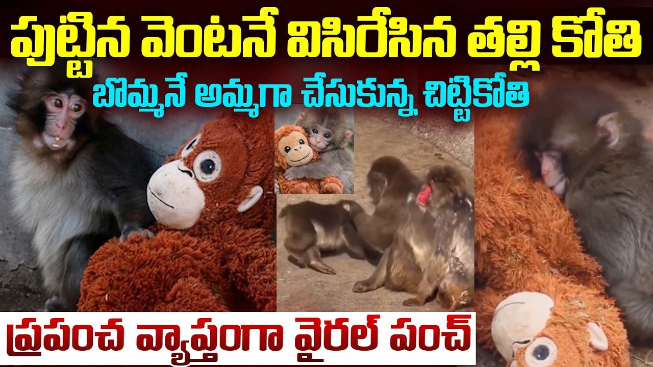 ప్రపంచ వ్యాప్తంగా వైరల్ అవుతున్న పంచ్ అమ్మ ప్రేమ.. | Punch Money Viral Video Story | Mr.Venkat World