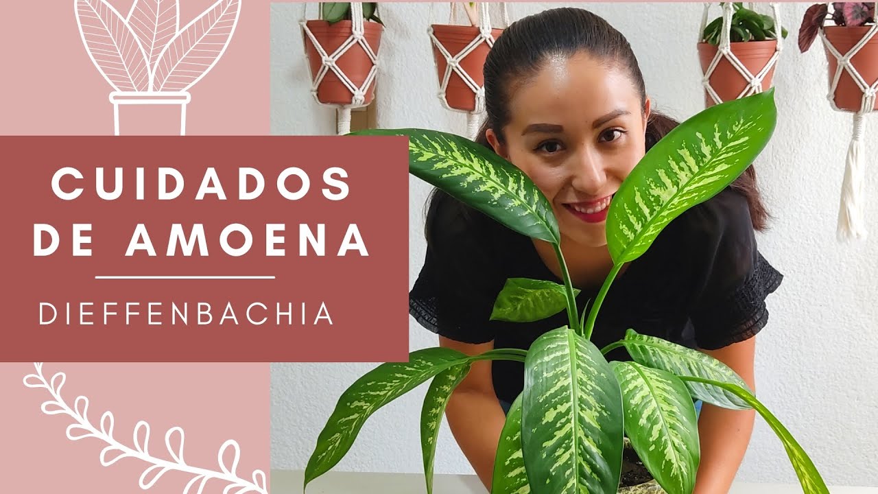 CUIDADOS DE AMOENA DIEFFENBACHIA 🌿☝