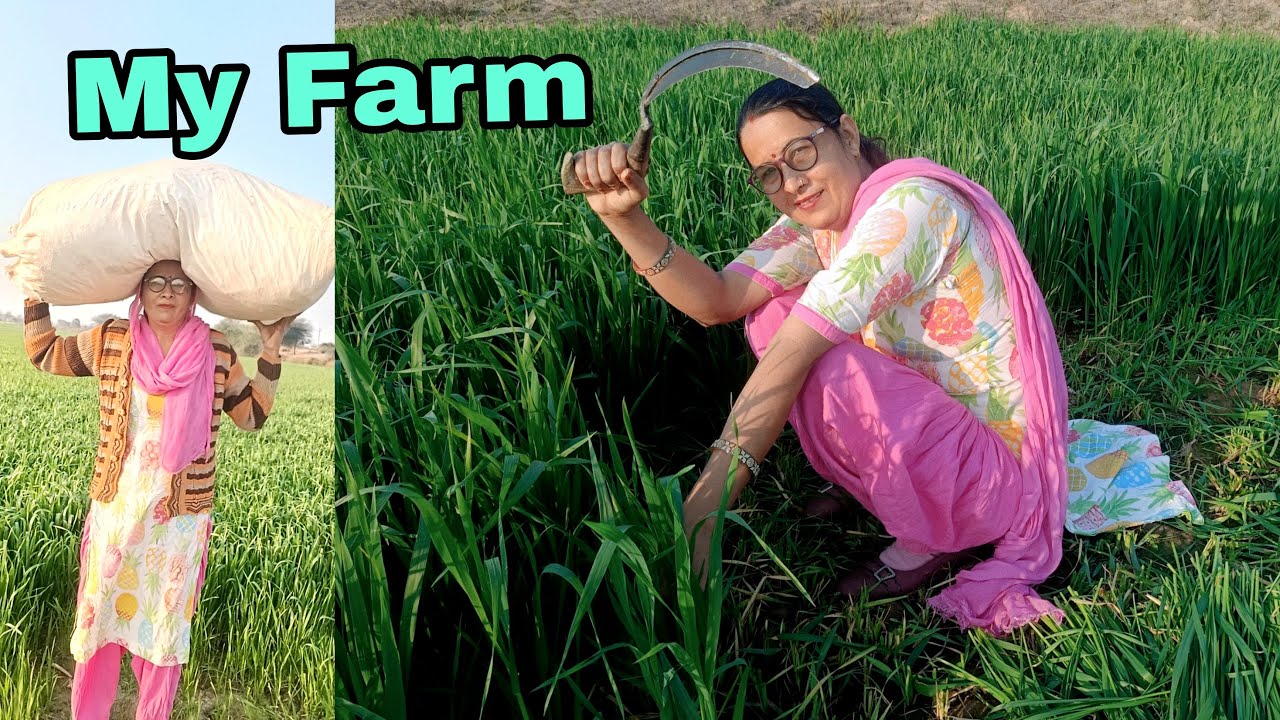 My Farm 👌👌 Farming Vlog || Mayka Vlog||My Father