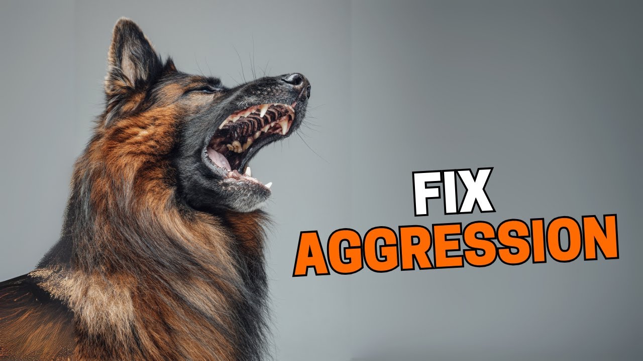 Help! My German Shepherd Is Becoming Aggressive (Step-by-Step Solutions)