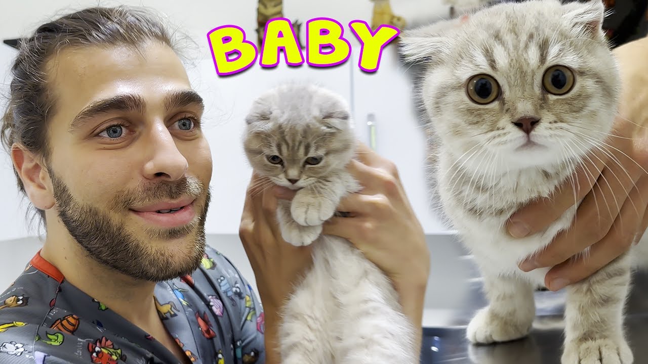 ОЧАРОВАТЕЛЬНЫЙ ПУШИСТЫЙ КОТЕНОК! ( шотландский вислоухий котенок такой милый )