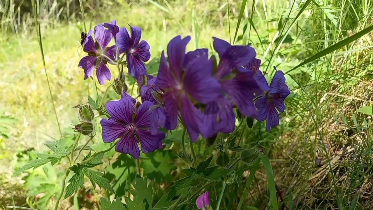 Relaks na łonie natury- bodziszek