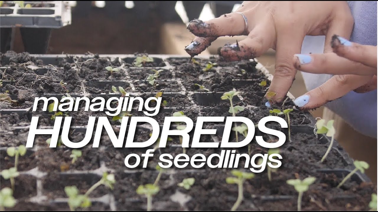 the part of seed starting no one wants to talk about...