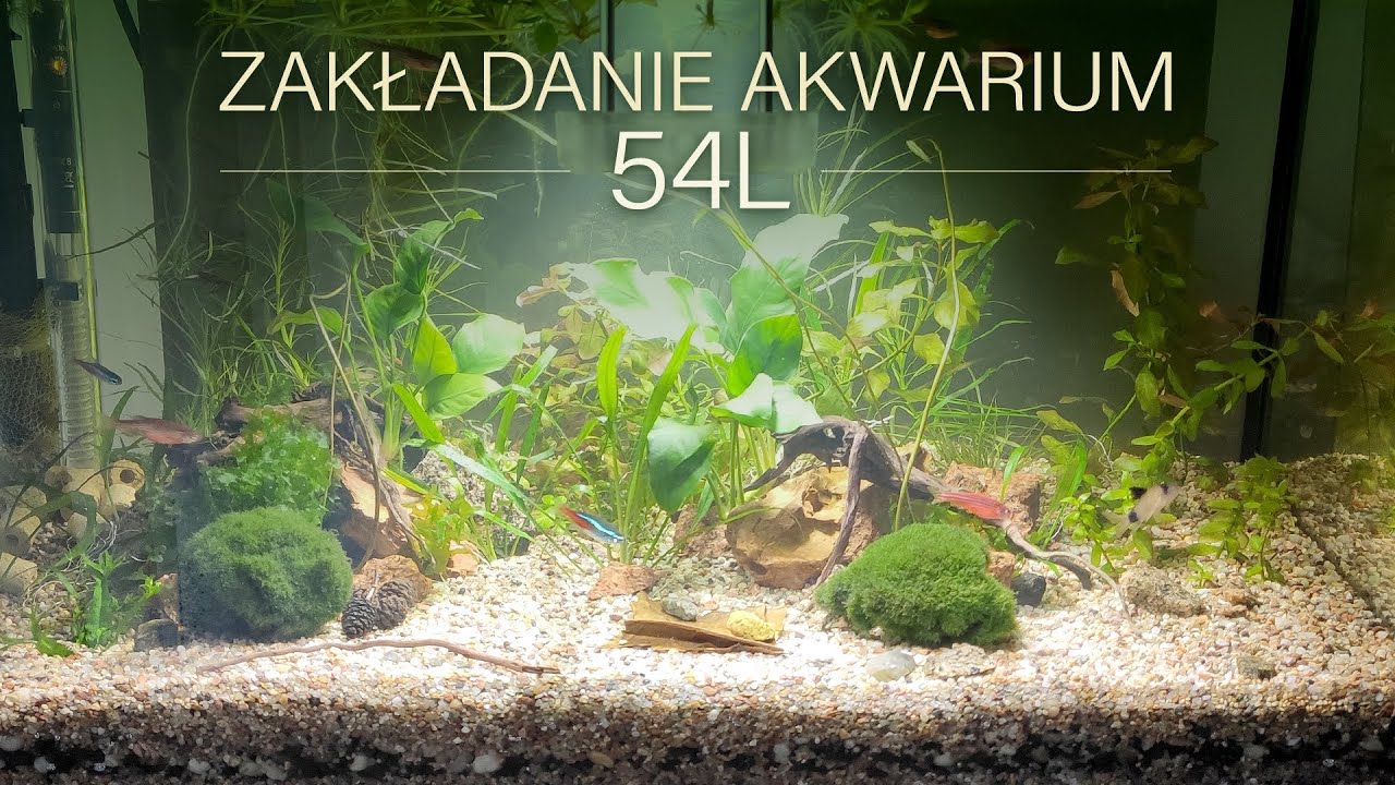 Zakładanie akwarium 54L