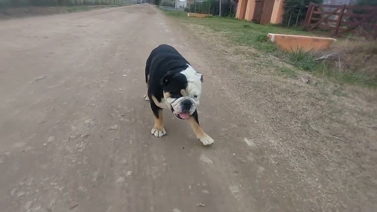 5 cosas que desearía haber sabido antes de tener un bulldog inglés