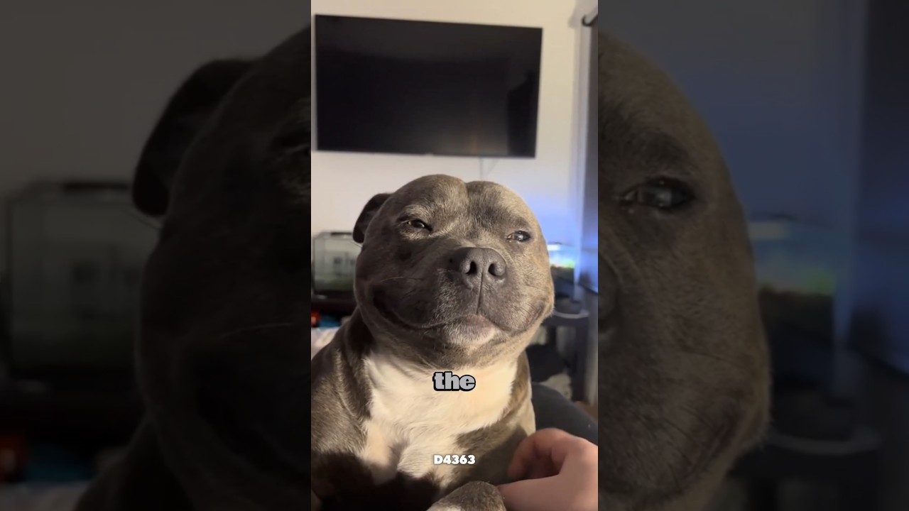 Let me introduce you to the Wiggly meatball of love, the Staffy, AKA the Staffordshire Bull Terrier