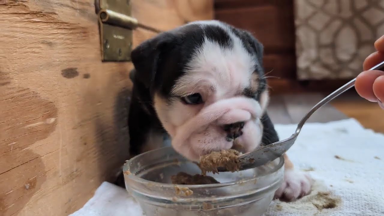 English bulldog puppies eating food for the first time