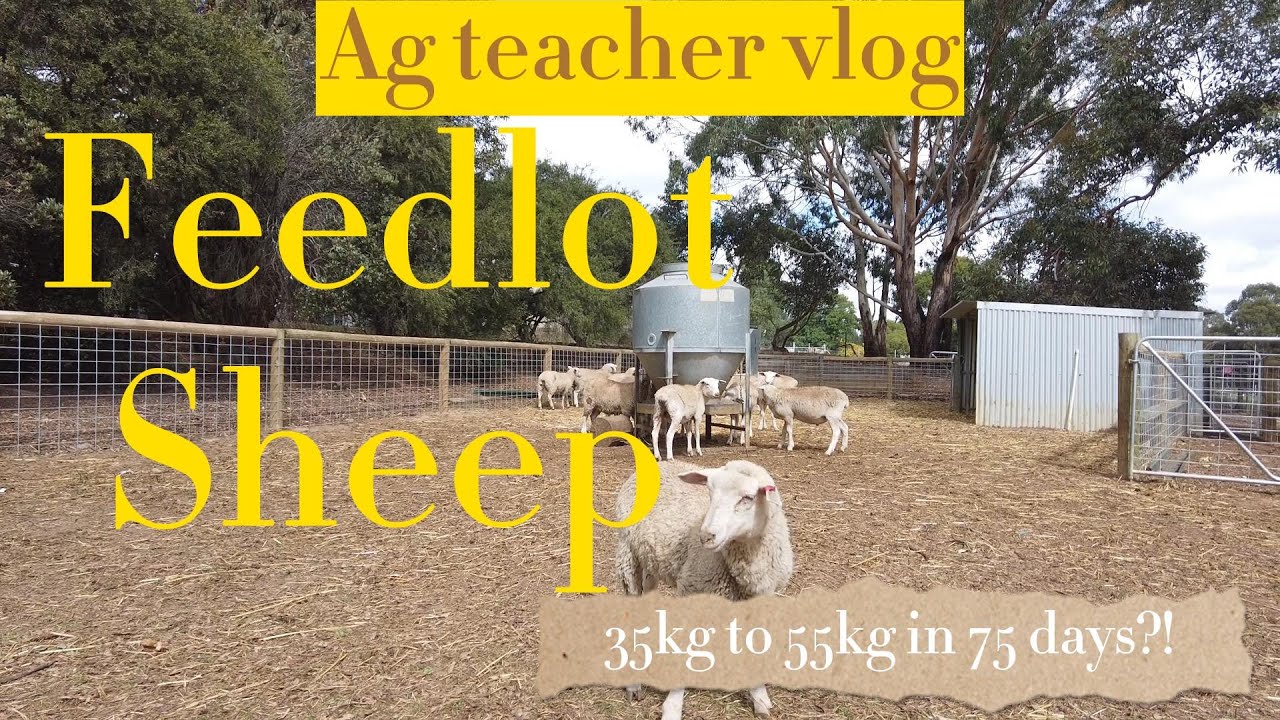 South Australia Agriculture teacher vlog: Feedlot sheep