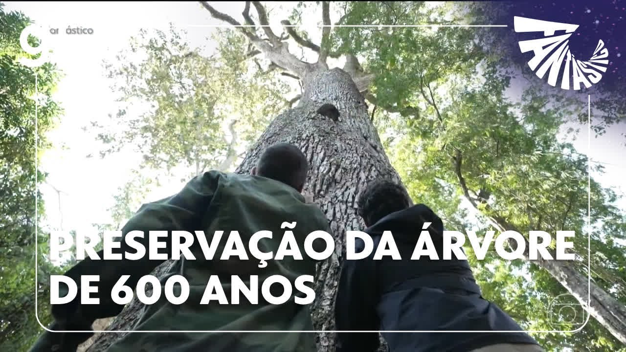 Fantástico: confira a preservação do jequitibá-rosa, uma árvore de 600 anos