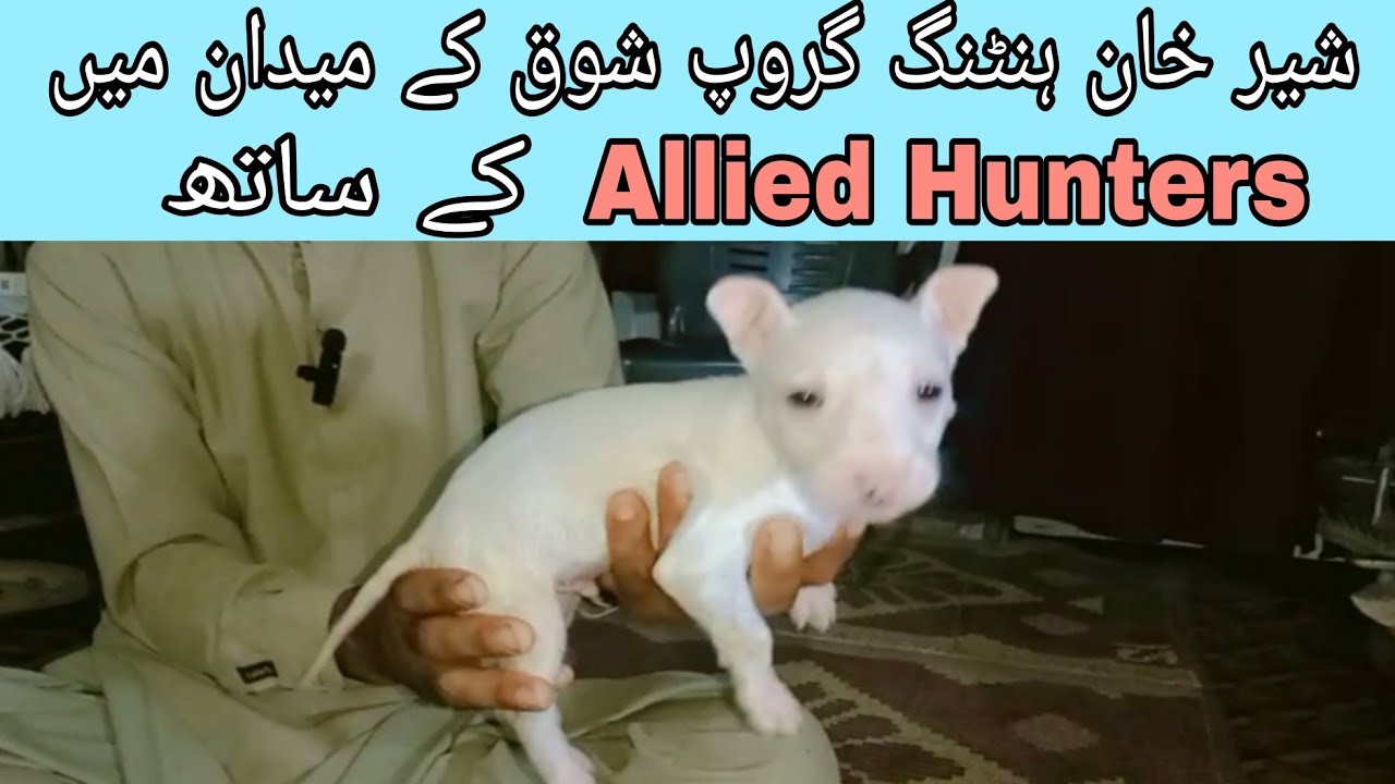 کم عمر میں کھڑے کانوں والا Gultair Puppy