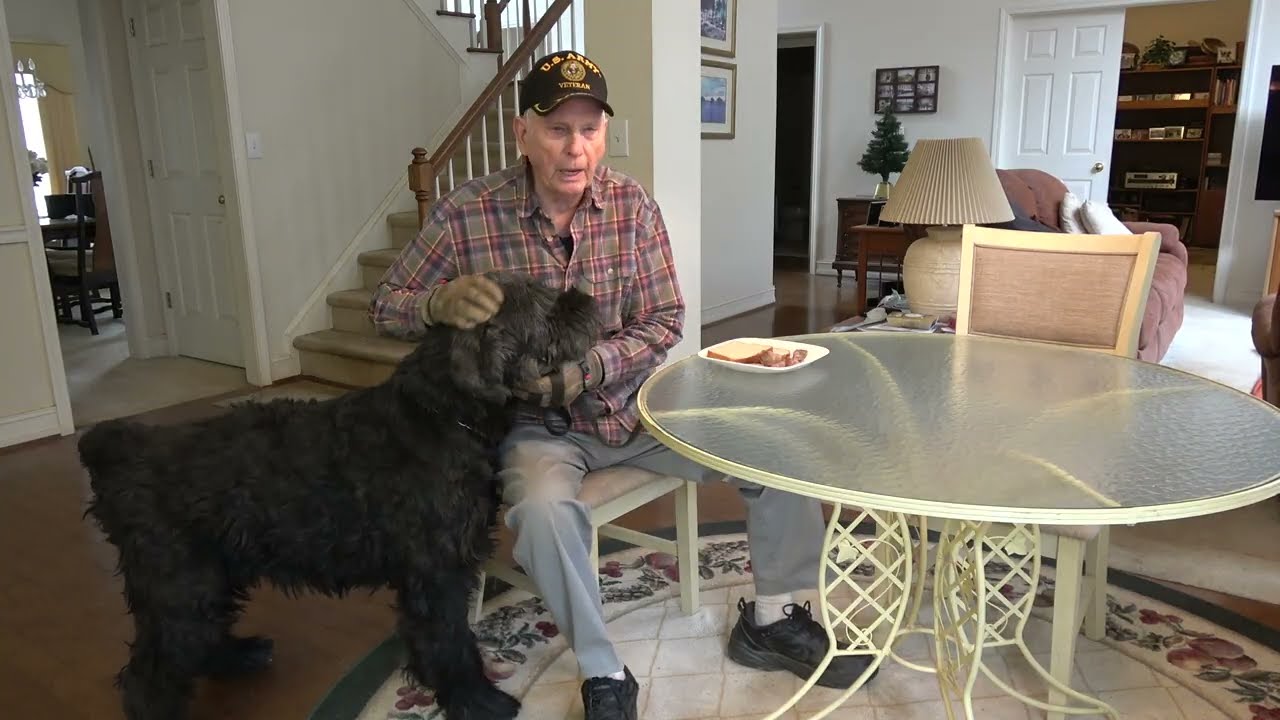 Giant Schnauzer Thinks he is eating my food !!!!!