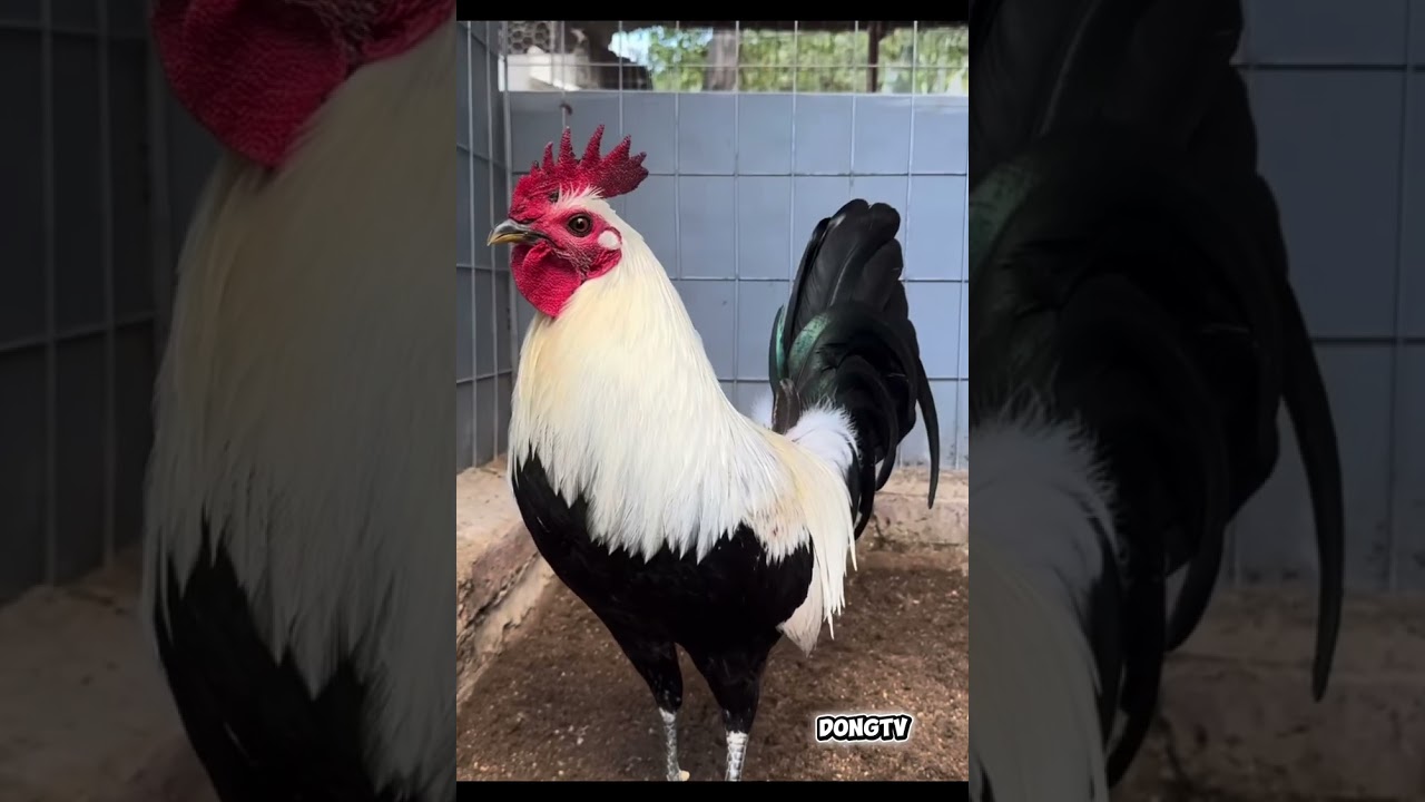 BEST GAMEFOWL COMPILATION 006