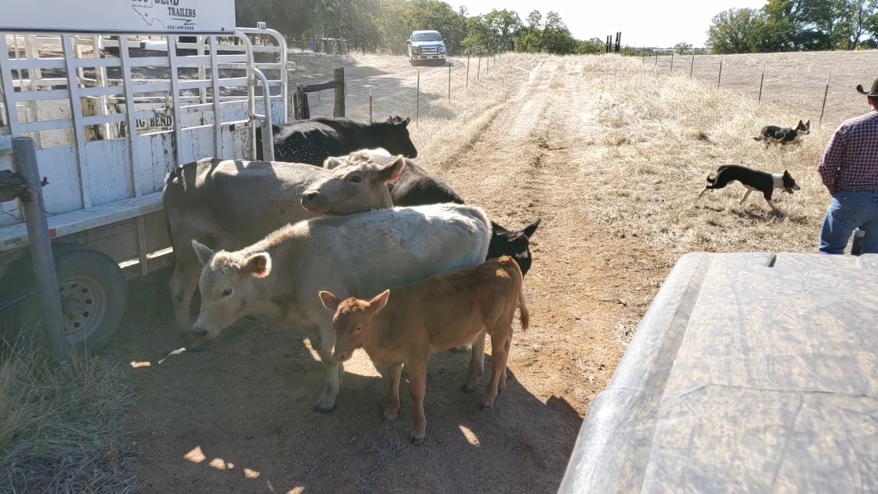 Helping catch some cattle with Brodey and Bear