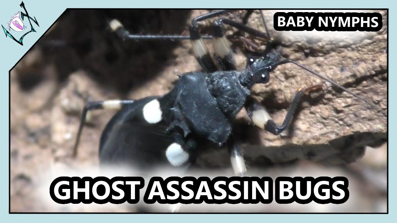 The Ghost Assassin Bugs【2 Spot Assassin Bugs】