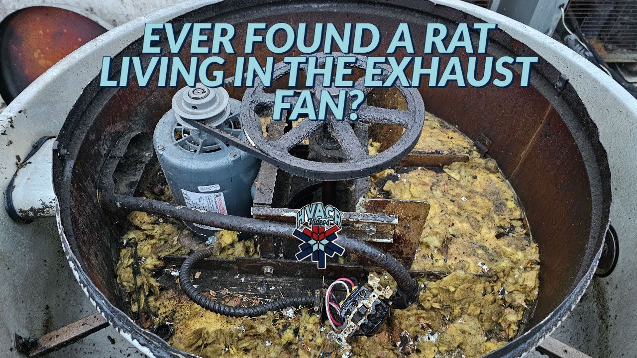 EVER FOUND A RAT LIVING IN AN EXHAUST FAN ?