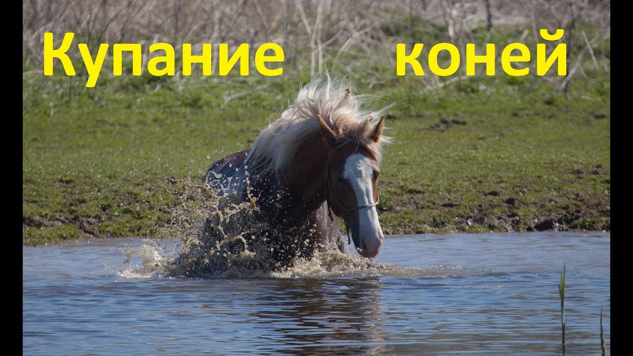 Клип. Купание лошадей.