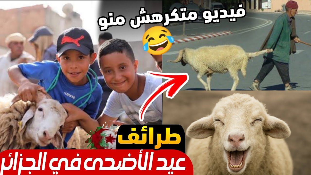 طرائف عيد الأضحى في الجزائر 😂 مواقف مضحكة لا تحدث إلا في الجزائر!