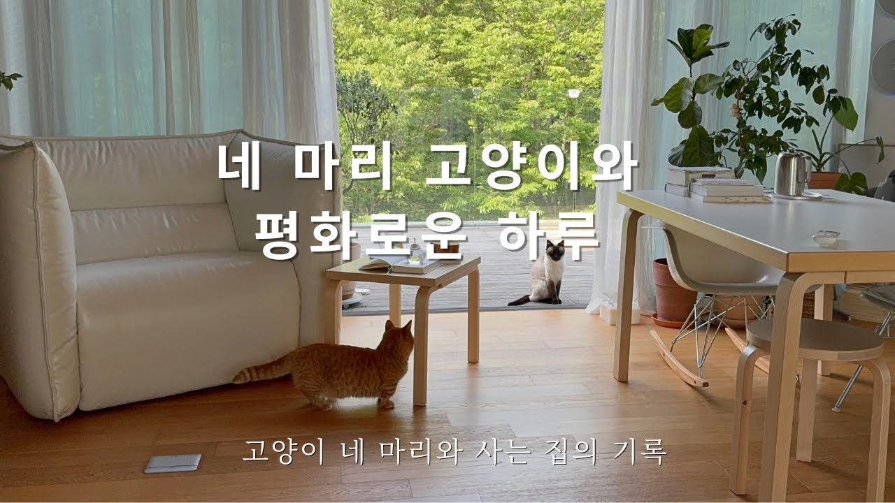 네 마리 고양이와 보내는 평화로운 하루 🐾