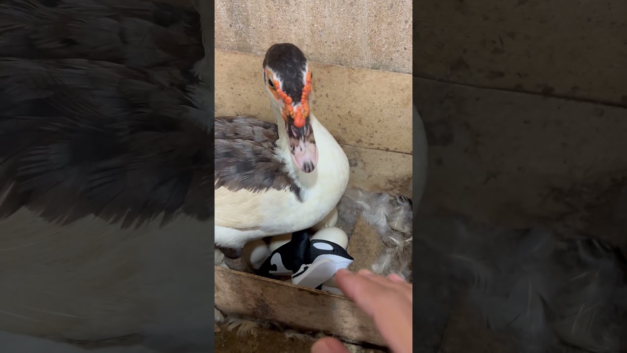 POV: You Touch Orcalero Orcala and the Duck Gets Mad 🦆😤 #duck #shorts #trending #cute