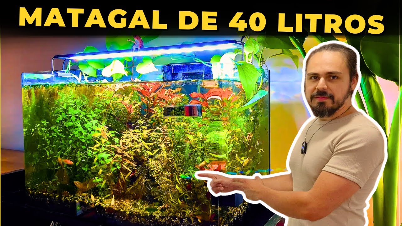 🔴AQUÁRIO PLANTADO DE 40 LITROS DO MR. PLANTS |Mr. Betta|