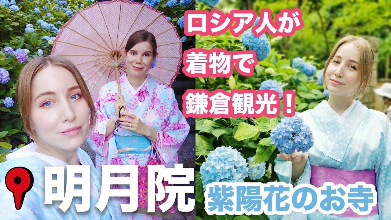 ロシア人鎌倉で着物を着て観光！初めて明月院に紫陽花＆花菖蒲を見に行きました！