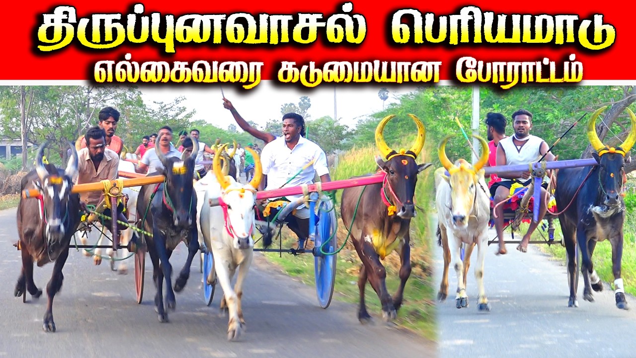 திருப்புனவாசல் பெரியமாடு பந்தயம் 08.03.2026