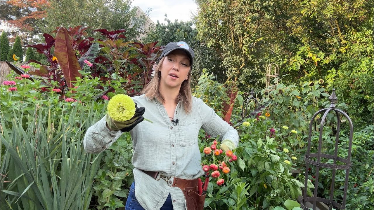 Reviving Wilted Dahlias, Zinnia Meltdown, Quick Dip vs. Boiling Water for Cut Flowers, Fusarium