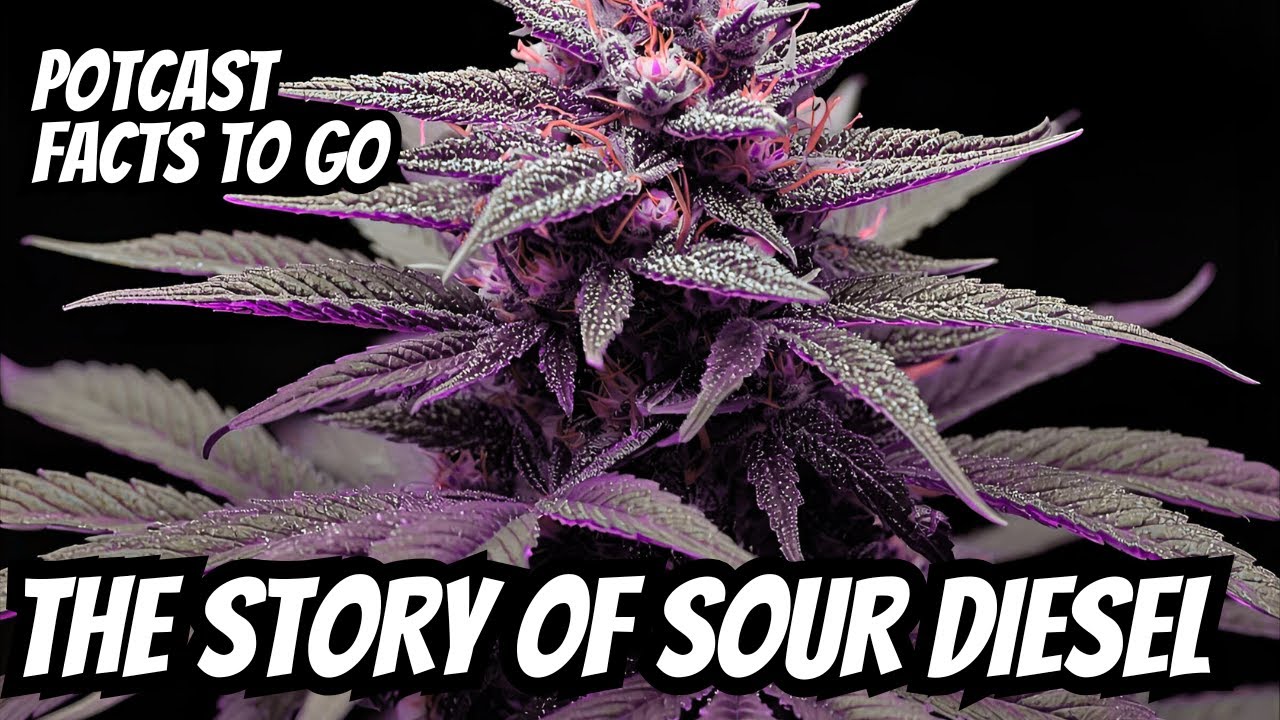 Potcast -Facts to Go - The Story of Sour Diesel - Cannabis Cultivation