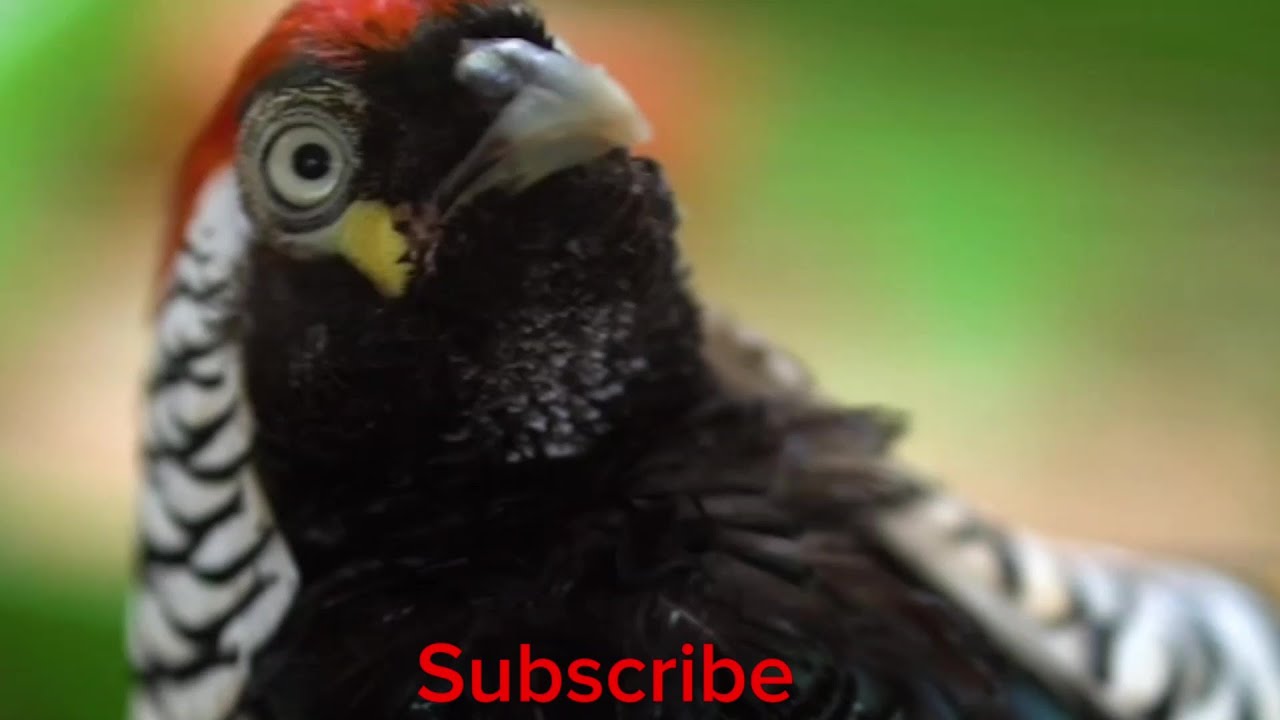 Lady amherst pheasant sound