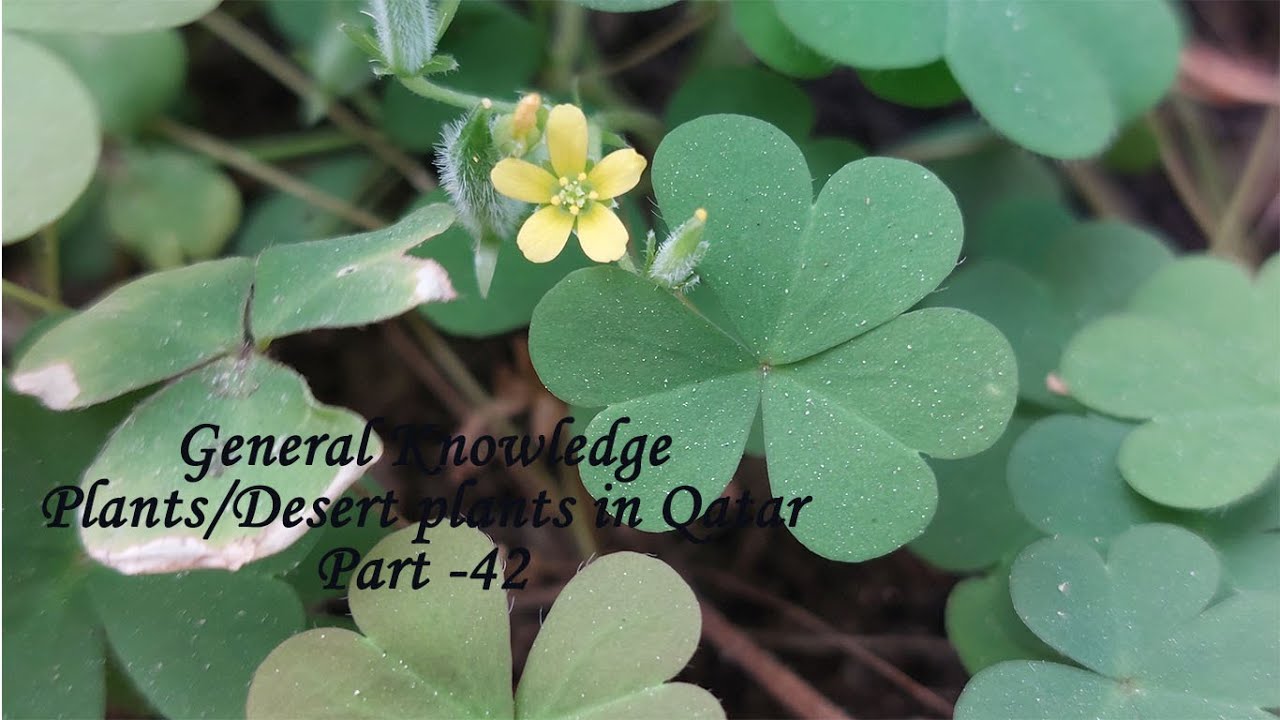 General knowledge part 42 | Plants/Desert plants in Qatar