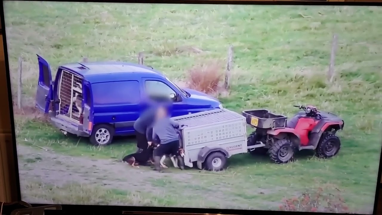 Dwydryd: Foxhounds Huntsman David Thomas jailed, banned keeping animals 10years @itv #RupertEvelyn