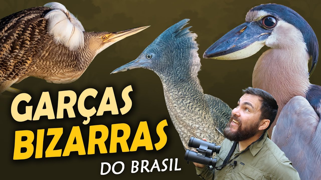 Top 10 Gar&ccedil;as Mais Estranhas do Brasil