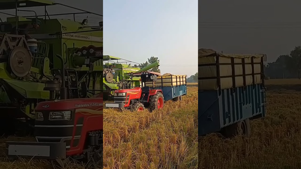 Muchal 1401 basmati rice Harvesting in Punia Agriculture Farm Dabwali