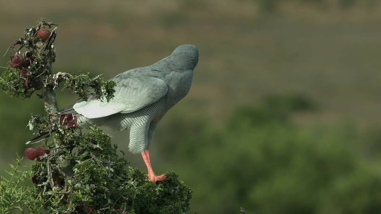 Pale Chanting Goshawk