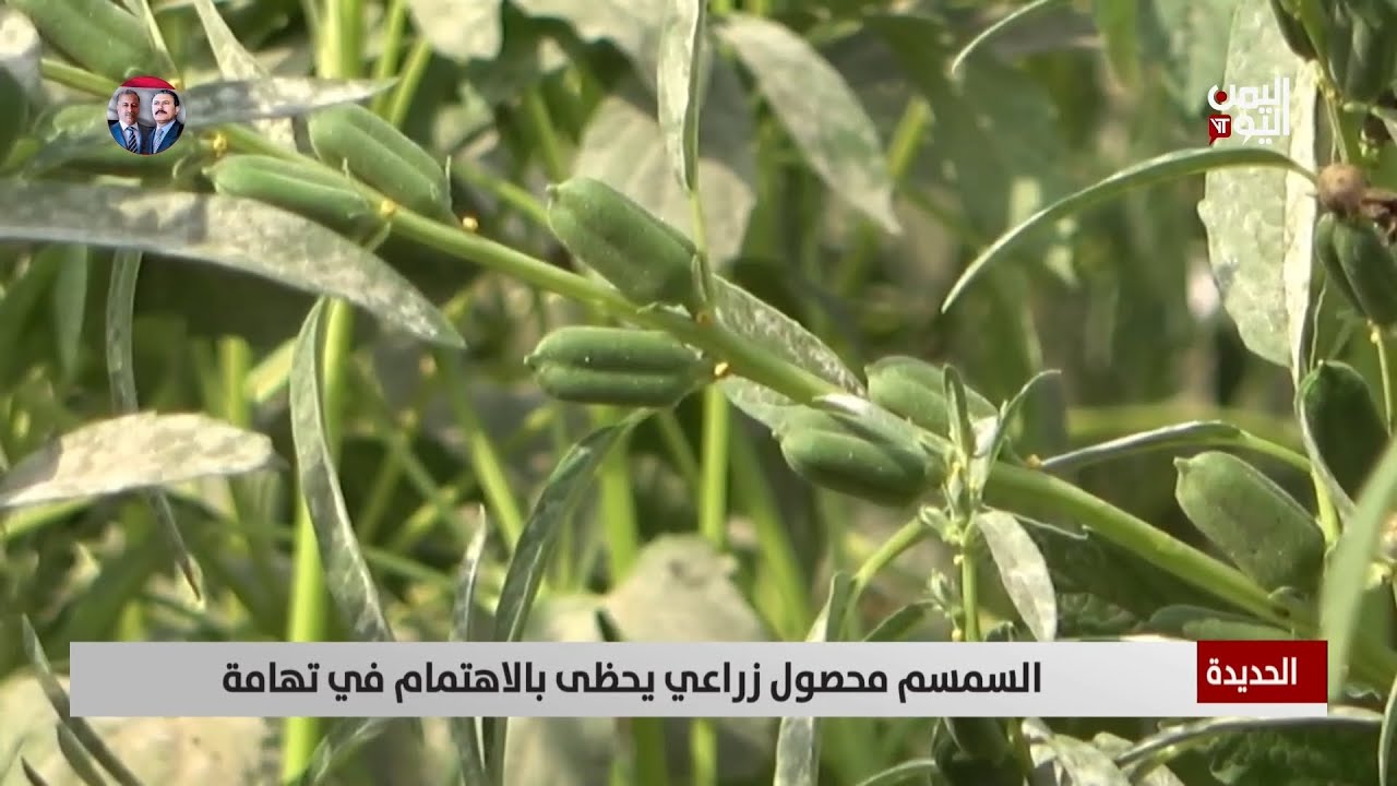 السمسم محصول زراعي يحظى بالاهتمام في تهامة - تقرير: حسام بكري
