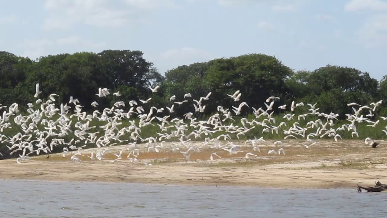 Bandada de garzas blancas en el ca&ntilde;o Juriepe, Puerto Carre&ntilde;o, Vichada - Birdwatching Colombia