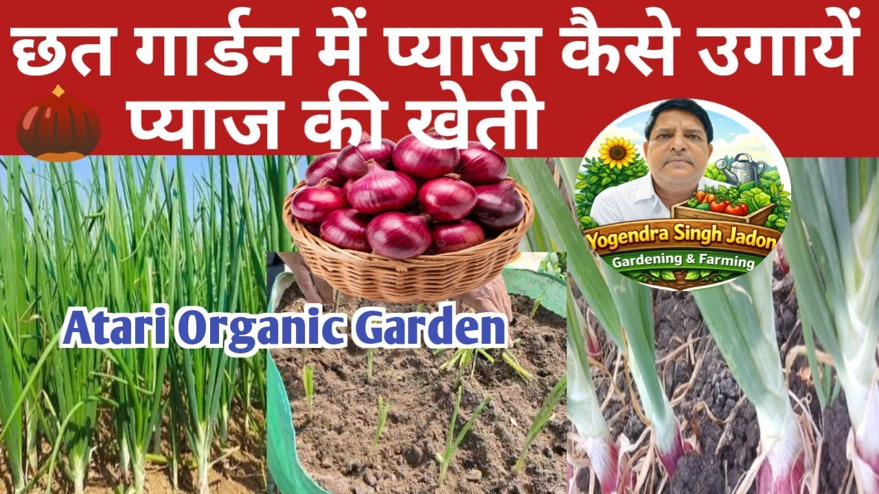 छत गार्डन में प्याज कैसे उगायें 🌰 प्याज की खेती