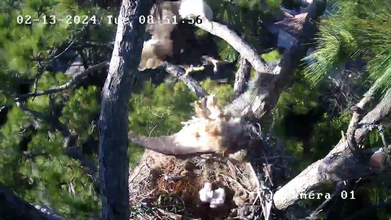 Eagle Attacks Great Horned Owl, Bayley. 02 13