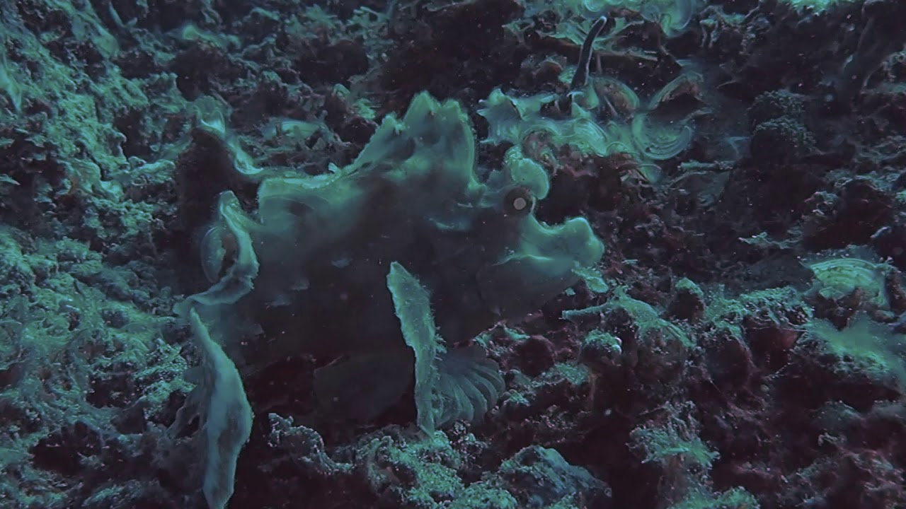 Rhinopia, Gili Trawangan