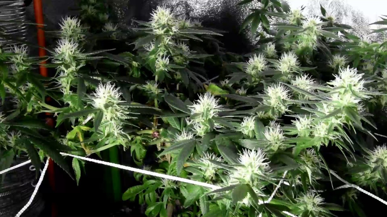 Led Grow light under $100 wattshine led