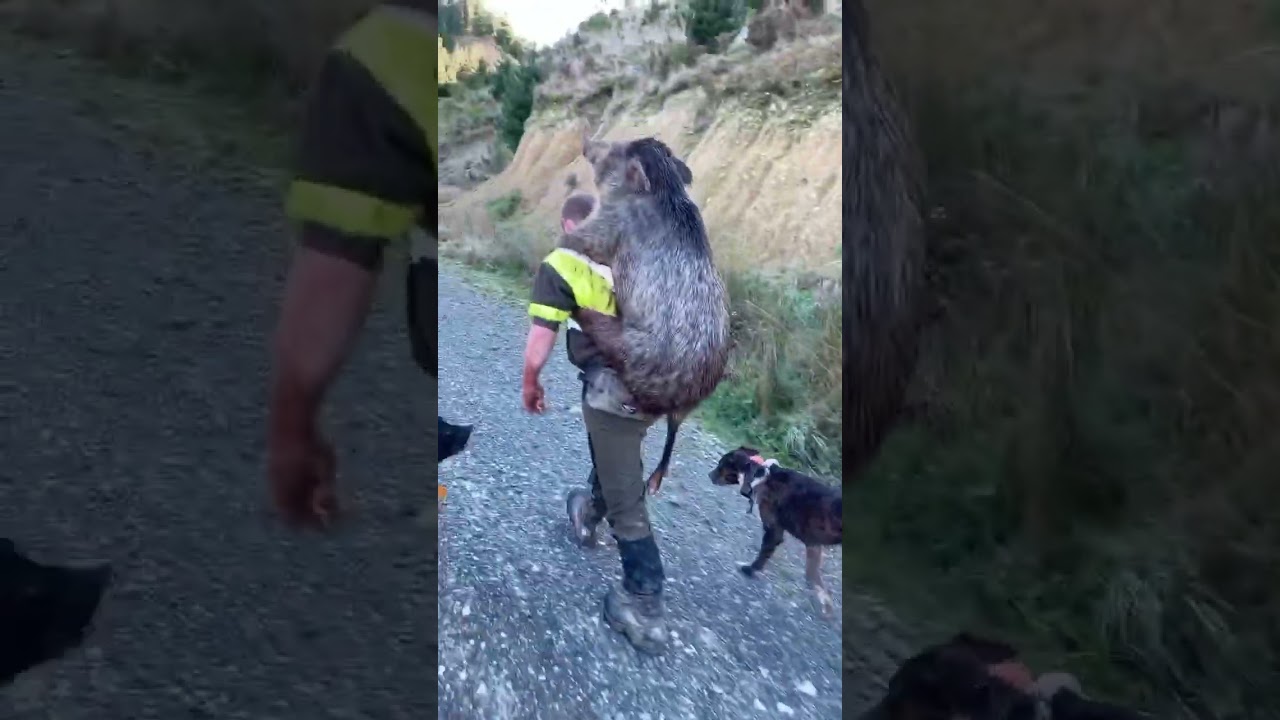 Big boar #boar #pighunting #hunting #pigdogs #hunt #newzealand #nz #hunt #pork #kai #dog #feralpigs