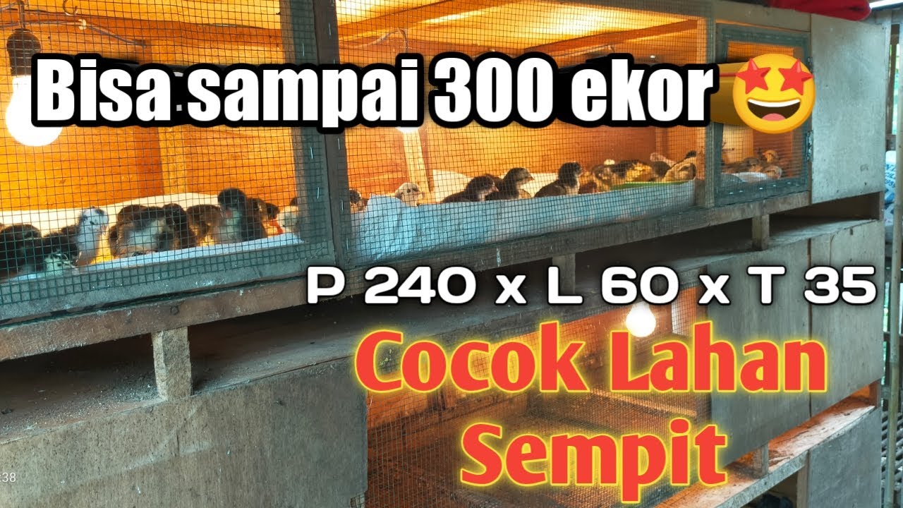 Contoh Kandang Broding Anak Ayam / DOC Usia 0 - 30 hari