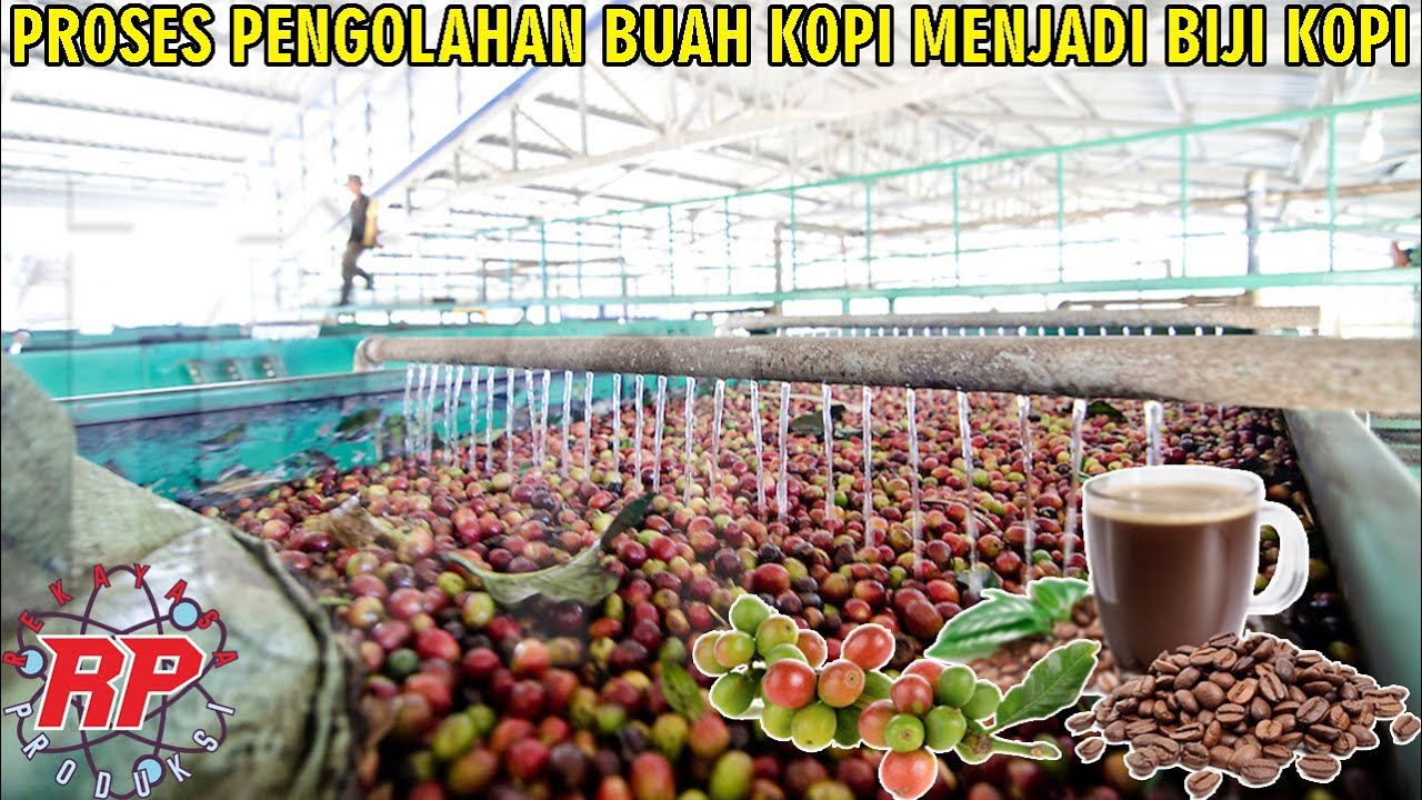BEGINILAH PROSES PENGOLAHAN BIJI KOPI DARI PANEN HINGGA MENJADI BIJI KOPI SIAP SANGRAI