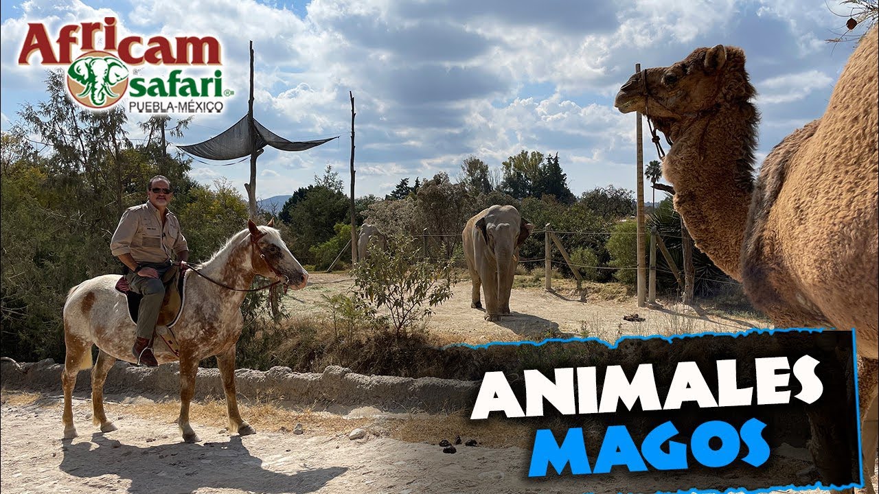 Los animales de los reyes magos en Africam Safari 🐫🐘🐎| con Frank Carlos Camacho